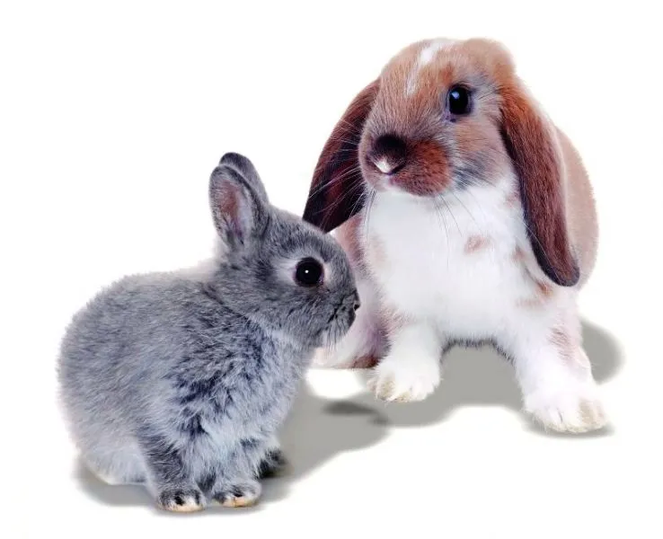 Mr Johnson Kaninfoder Advance Rabbit 1,5 kg